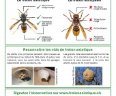Frelon asiatique 250428_notice_frelonasiatique
