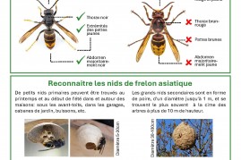 250428_notice_frelonasiatique