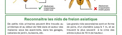 Frelon asiatique 250428_notice_frelonasiatique